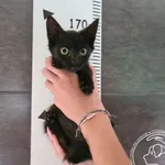 Znaleziono kota, Chełmek, 16 września 2025