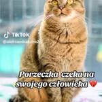 Kot do adopcji, Radom, 9 listopada 2025