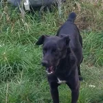 Znaleziono psa, Radość, 17 września 2025