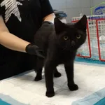 Znaleziono kota, Szczecin, 16 września 2025