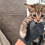 Znaleziono kota, Chełmek, 16 września 2025