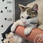 Znaleziono kota, Chełmek, 16 września 2025