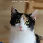 Kot do adopcji, Rzeszów, 17 września 2025