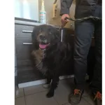 Znaleziono psa, Białystok, 16 września 2025