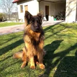 Zaginął pies, Mikułowice, 18 września 2025