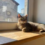 Zaginął kot, Łódź, 17 września 2025