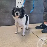 Pies do adopcji, Chełmek, 23 sierpnia 2025