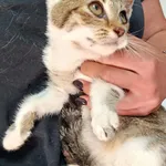 Kot do adopcji, Racławice, 13 września 2025