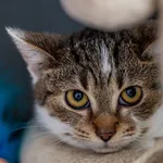 Kot do adopcji, Racławice, 13 września 2025