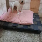 Pies do adopcji, Włocławek, 17 września 2025