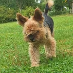 Zaginął pies, Odrzechowa, 18 września 2025