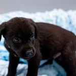 Pies do adopcji, Racławice, 13 września 2025