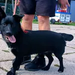 Znaleziono psa, Pieckowo, 17 września 2025