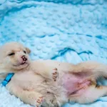 Pies do adopcji, Racławice, 14 września 2025