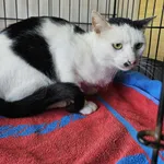 Kot do adopcji, Orzechowce, 18 września 2025