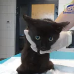 Kot do adopcji, Szczecin, 5 września 2025