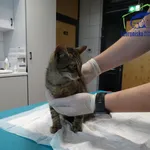 Kot do adopcji, Szczecin, 5 września 2025