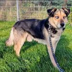 Znaleziono psa, Grudziądz, 13 września 2025