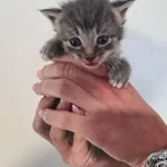 Przyjęty: 2025-09-03 Gmina: Oświęcim Płeć: Kocur Opis: europejska, szare