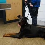 Znaleziono psa, Szczecin, 18 września 2025