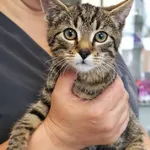 Znaleziono kota, Łódź, 19 września 2025