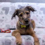 Znaleziono psa, Szczecin, 17 września 2025