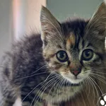 Kot do adopcji, Starogard Gdański, 19 września 2025