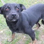 Znaleziono psa, Nowa Krępa, 13 września 2025