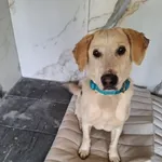 Znaleziono psa, Chojnice, 18 września 2025