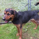 Znaleziono psa, Nowa Krępa, 15 września 2025