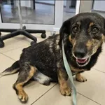 Znaleziono psa, Grudziądz, 19 września 2025