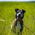 Argo