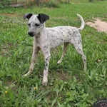 Pies do adopcji, Wolsztyn, 19 września 2025