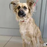 Znaleziono psa, Lublin, 17 września 2025