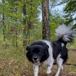 Pies do adopcji, Włocławek, 18 września 2025