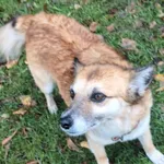 Znaleziono psa, Łódź, 19 września 2025