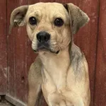 Znaleziono psa, Czartki, 18 września 2025