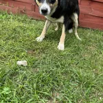 Znaleziono psa, Czartki, 19 września 2025