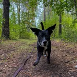 Pies do adopcji, Włocławek, 18 września 2025