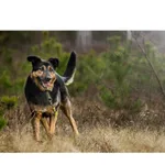 Znaleziono psa, Białystok, 2 września 2025