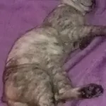 Zaginął kot, Tworyczów, 20 września 2025