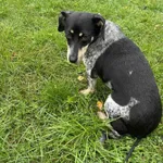 Pies do adopcji, Zgierz, 19 września 2025