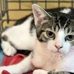 Znaleziono kota, Wrocław, 6 lipca 2025