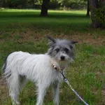 Pies do adopcji, Chełmek, 30 sierpnia 2025