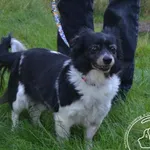 Pies do adopcji, Chełmek, 23 sierpnia 2025