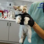 Znaleziono kota, Szczecin, 20 września 2025