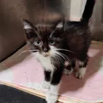 Kot do adopcji, Włocławek, 20 września 2025