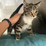 Kot do adopcji, Włocławek, 19 września 2025