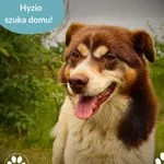 Znaleziono psa, Dąbrówka, 20 września 2025