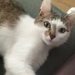 Zaginął kot, Chełm, 21 września 2025